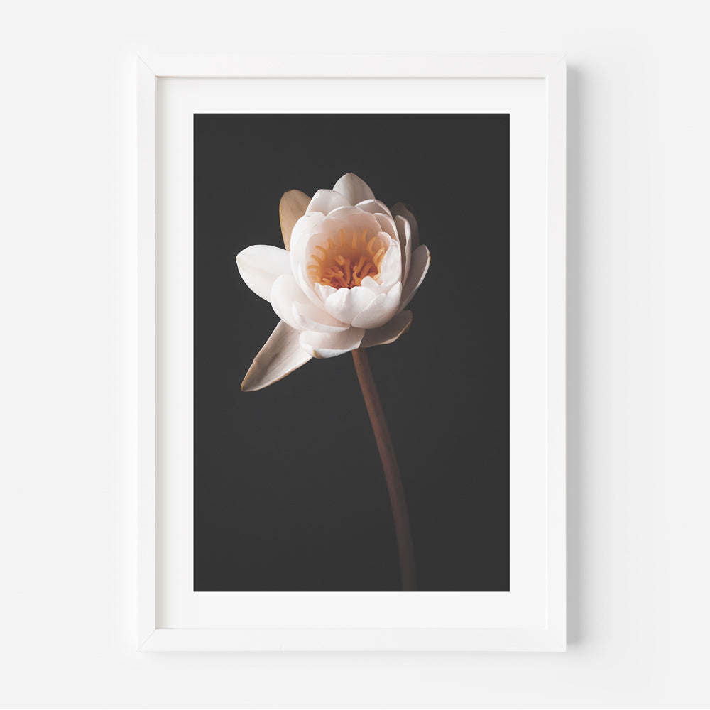 Solo Water Lily Art Print
