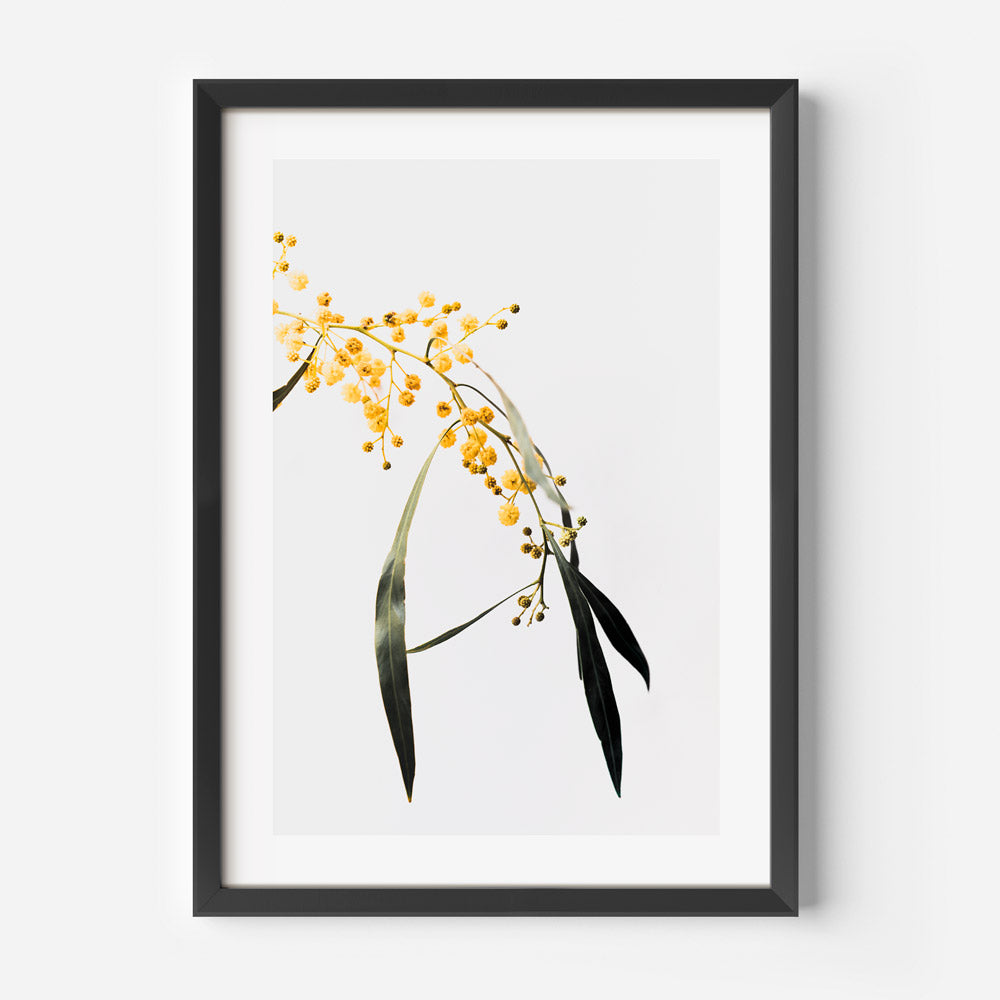Wattle Flowers Art Print