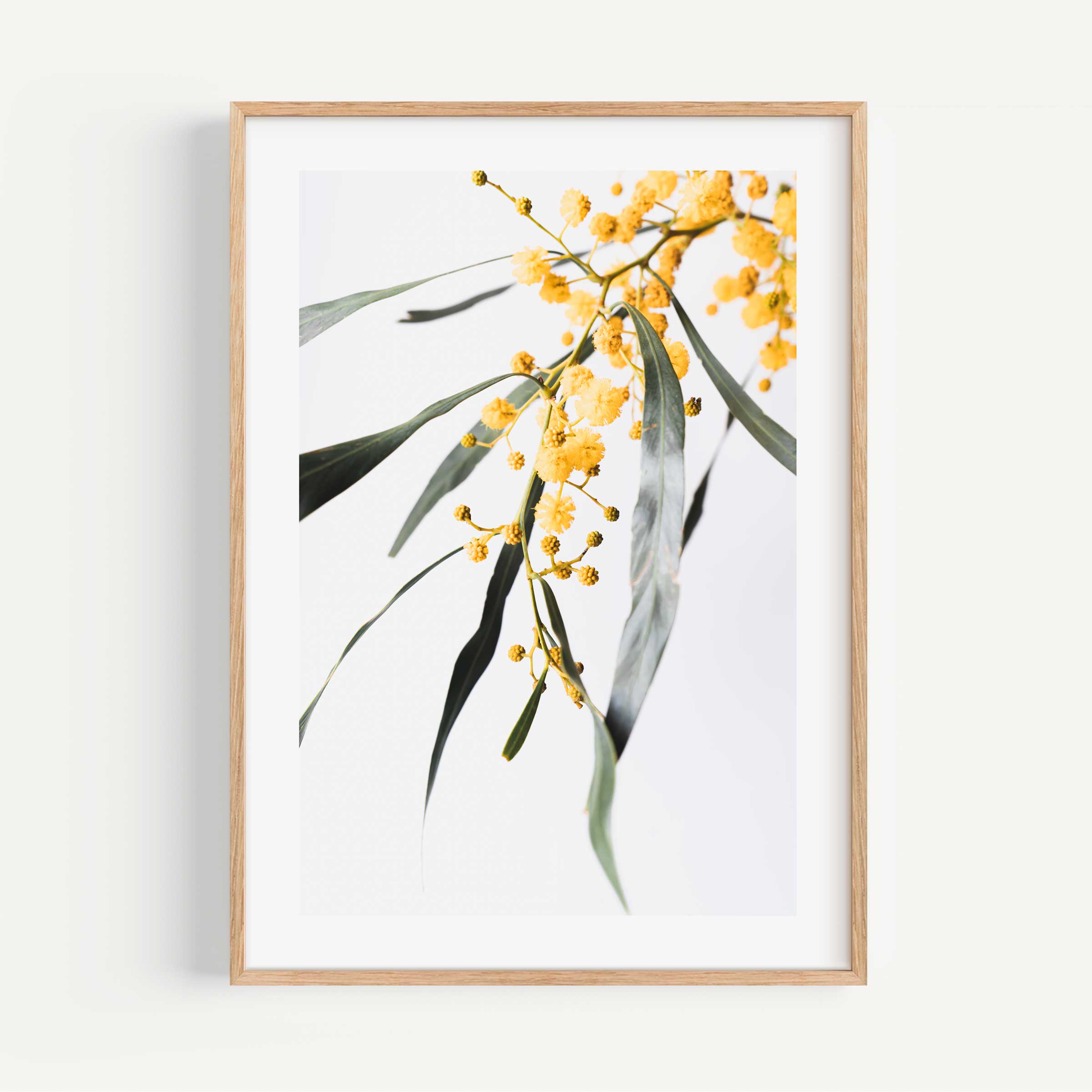 Golden Wattle Bloom: Display the natural splendor of Sydney's flora with this framed wall art featuring the iconic Golden Wattle Flower.