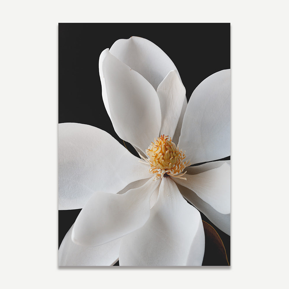 White Magnolia Art Print