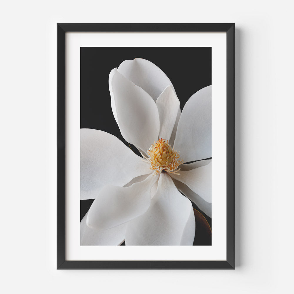 White Magnolia Art Print