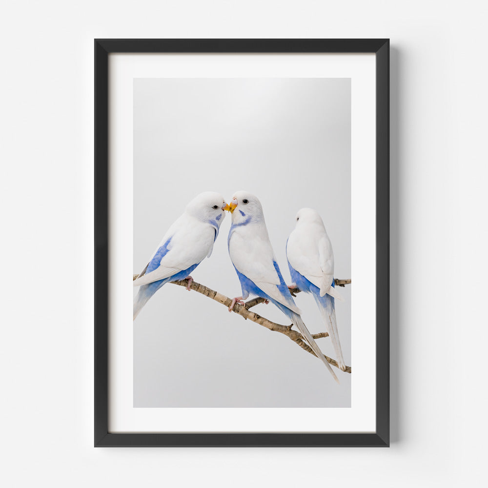Angel Wings II Baby Budgerigars Art Print