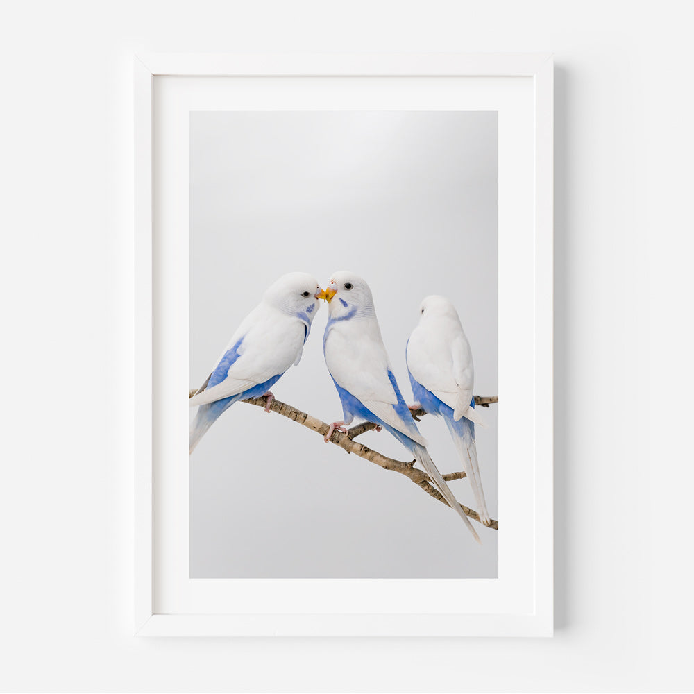 Angel Wings II Baby Budgerigars Art Print