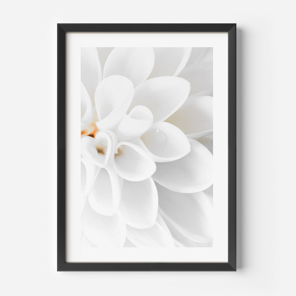 White Dahlia III Art Print