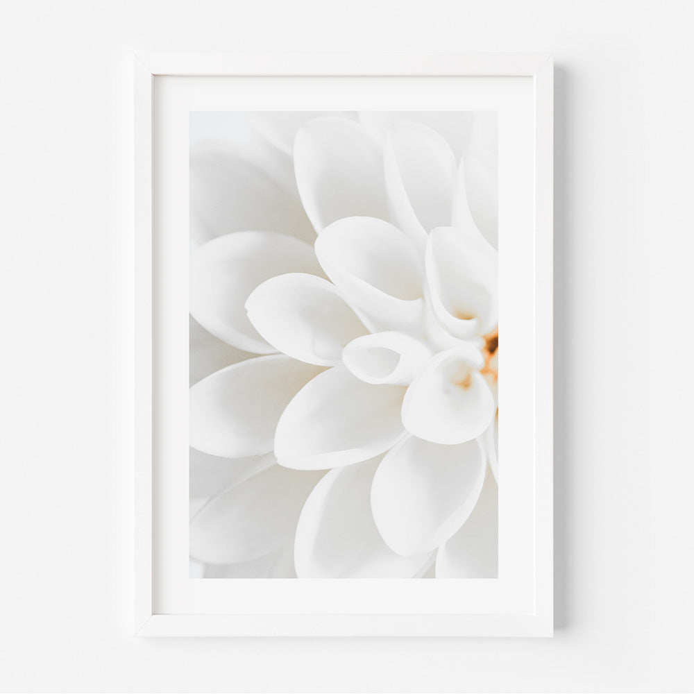 White Dahlia I Art Print
