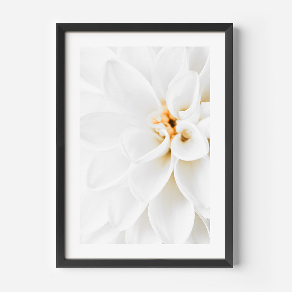 White Dahlia II Art Print