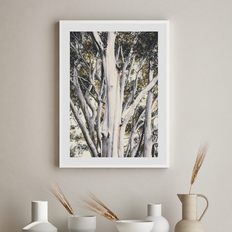 White Gums Art Print