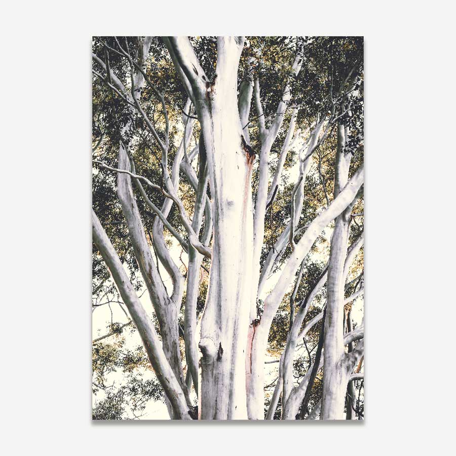 A photographic print depicting the trunk and branches of a eucalyptus tree, with a predominantly gray and white color palette.
