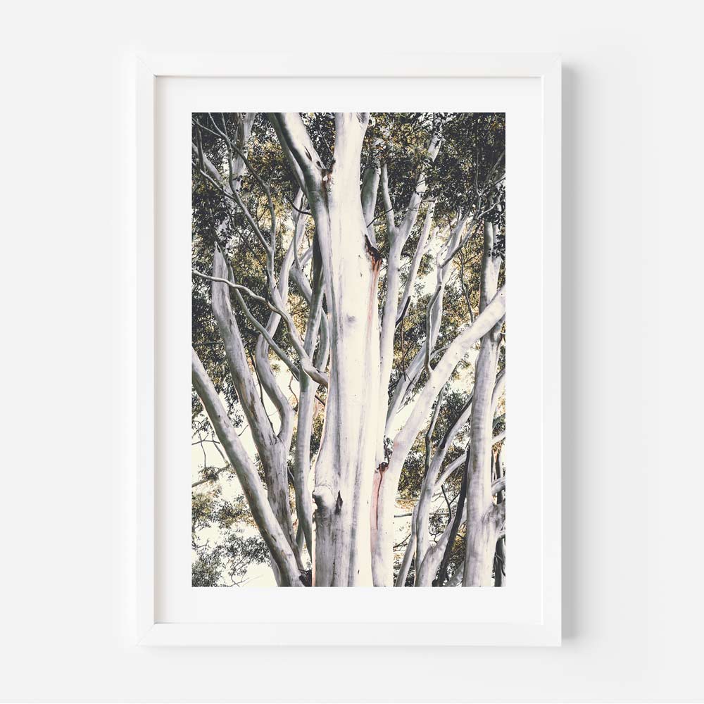 White Gums Art Print