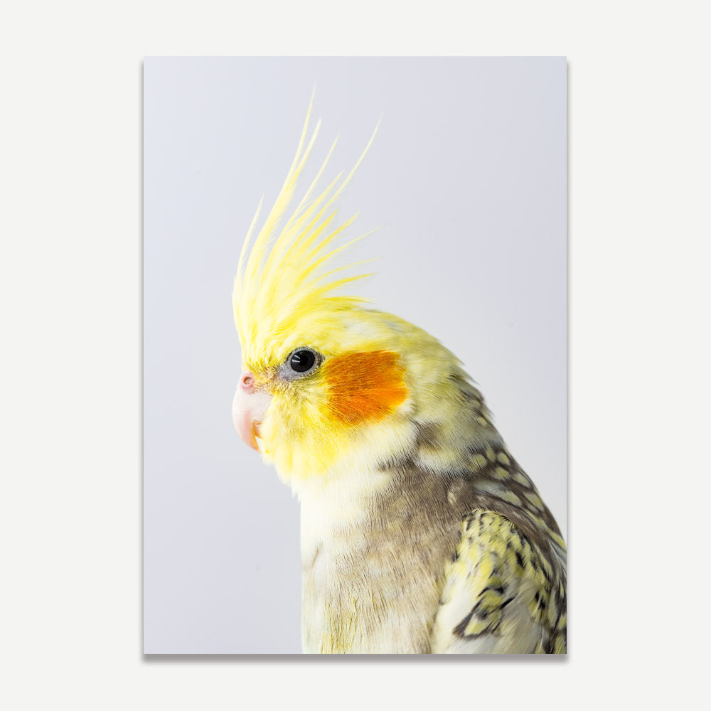 A print of a Cockatiel bird with a predominantly yellow head and grey body against a white background.