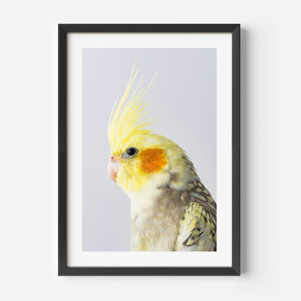 Yellow Cockatiel Art Print