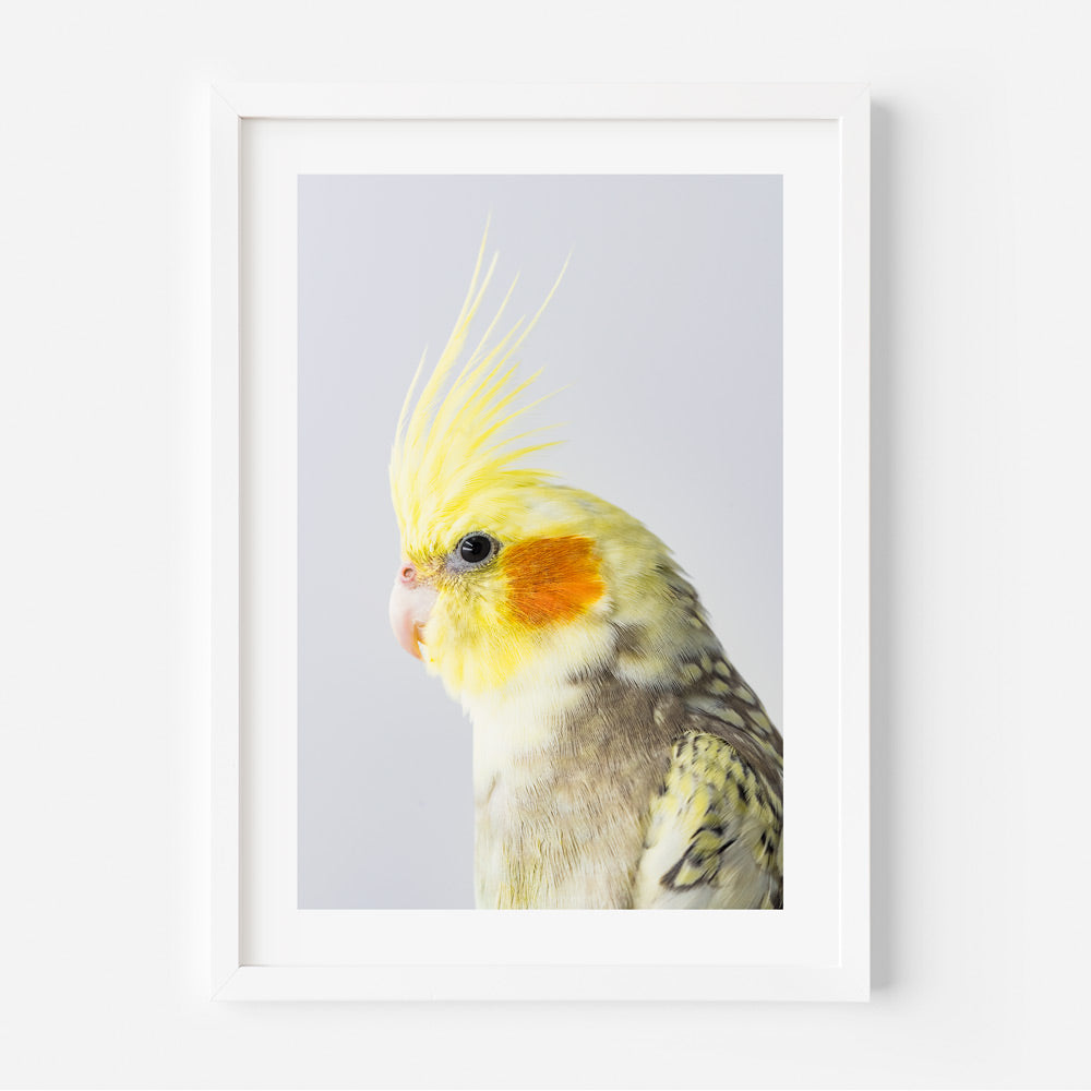 A framed fine art print of a Cockatiel bird with a predominantly yellow head and grey body against a white background.
