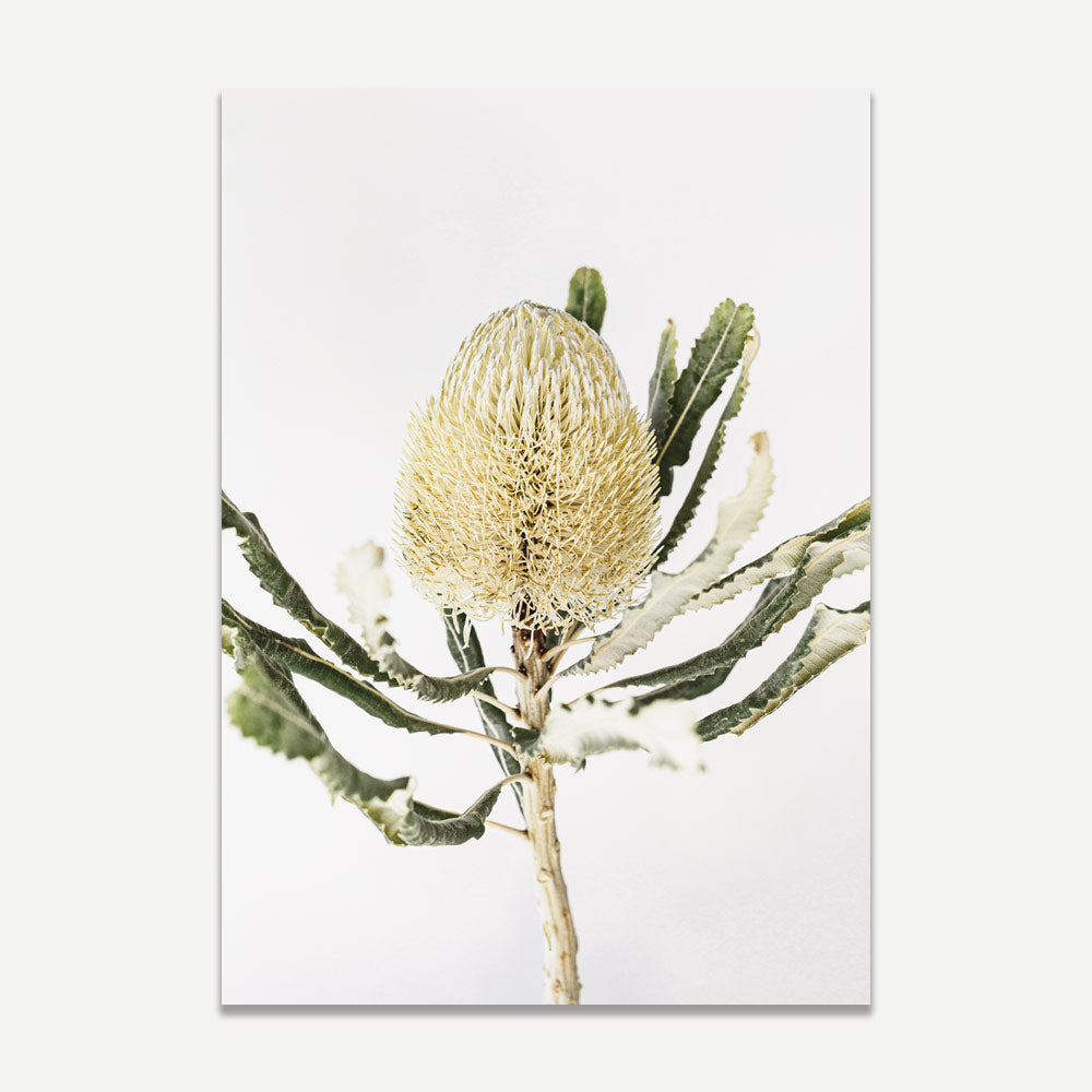 Yellow Banksia Art Print