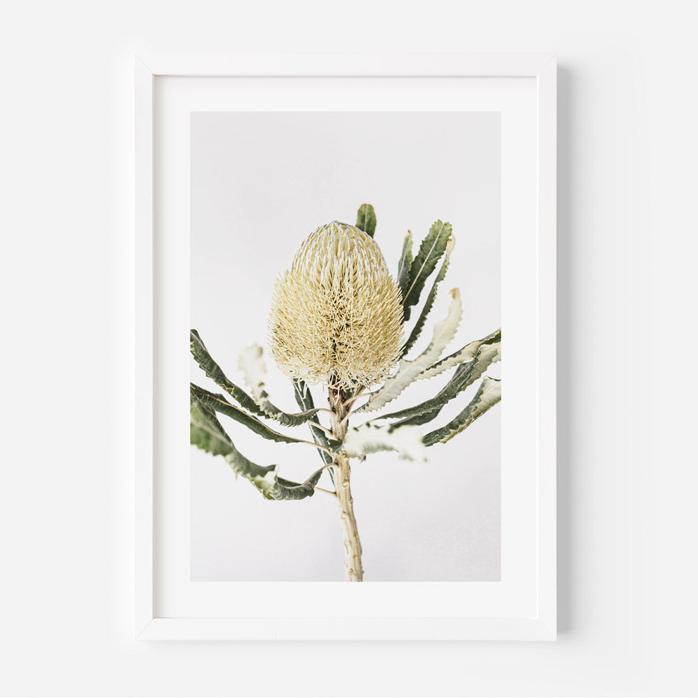 Yellow Banksia Art Print