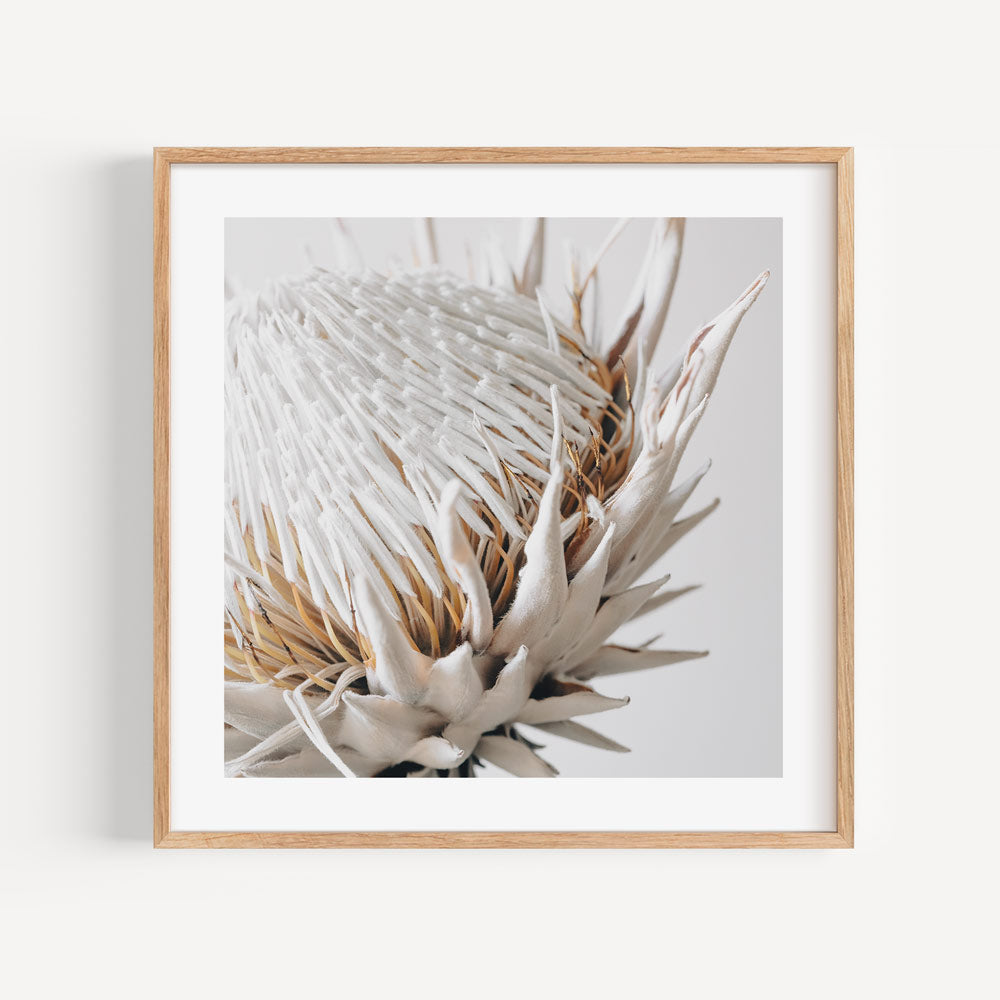 Framed photo featuring an original photography print of a Dry Protea, bringing a sense of sophistication to your wall art collection.