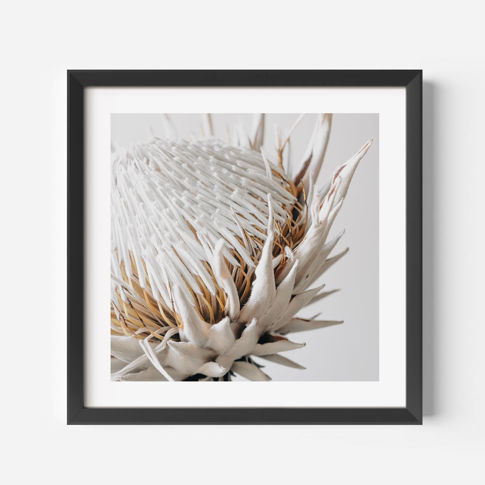 photography print of a Dry Protea, framed to perfection, adding a touch of botanical charm to your home decor.