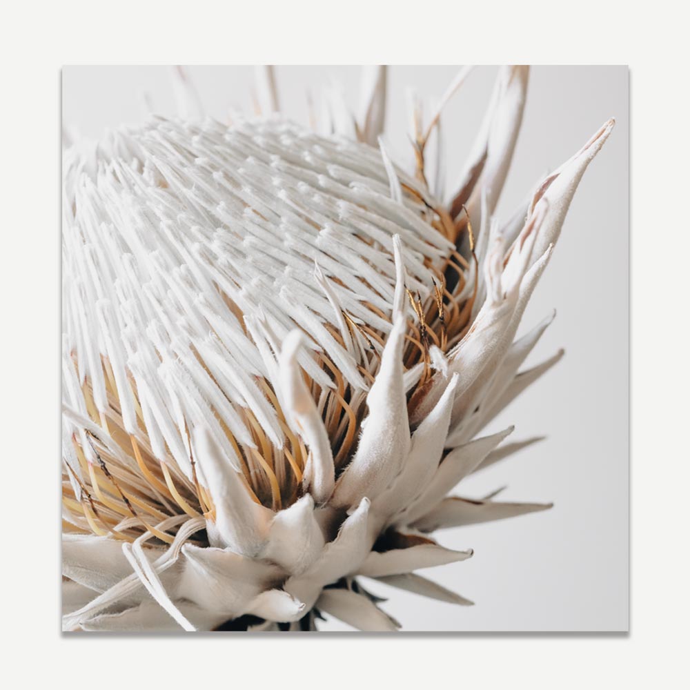Original photography print of a Dry Protea, beautifully framed, perfect for enhancing your wall decor with natural inspiration.