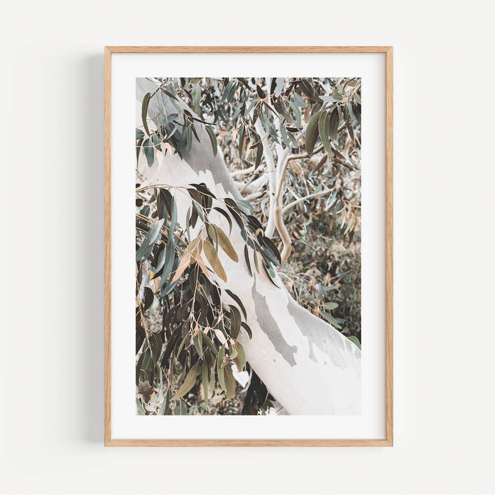 Botanical Beauty: Invigorate your space with the refreshing presence of a eucalyptus tree, elegantly portrayed in this wall art.