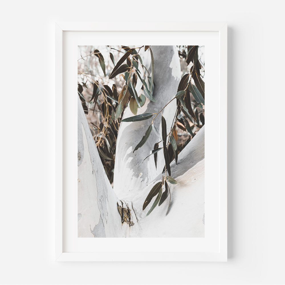 Australian Eucalyptus Tree: Symbol of natural beauty and serenity, ideal for wall art and home decor in modern living spaces.