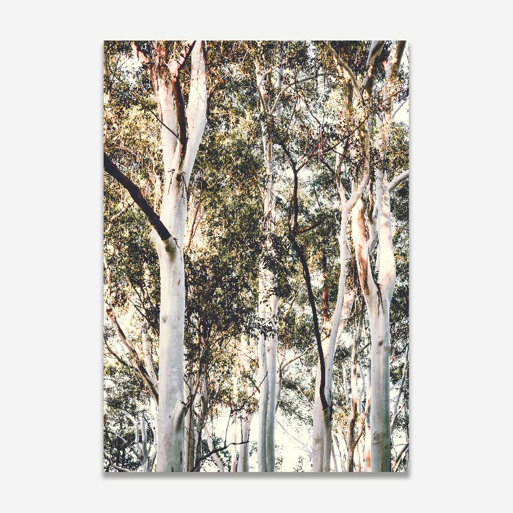 Set of 2 - Country Road & White Gums II