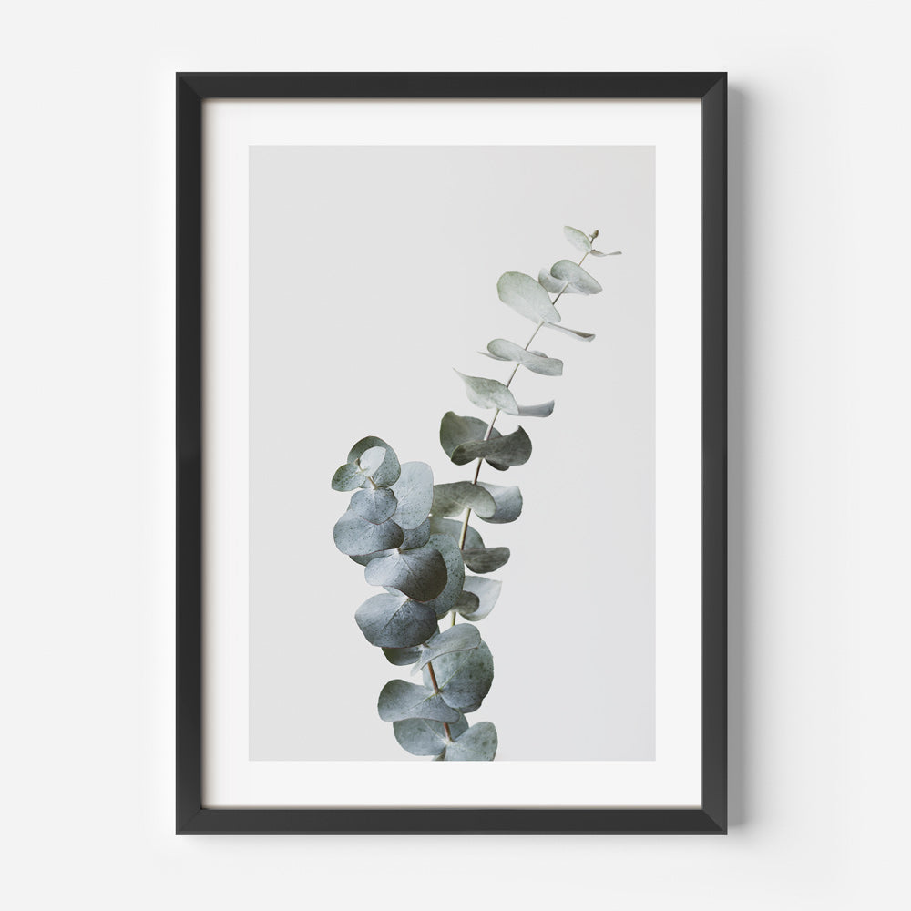 Eucalyptus gum leaves print showcasing the beauty of green foliage against a white background, ideal for enhancing your wall art collection.