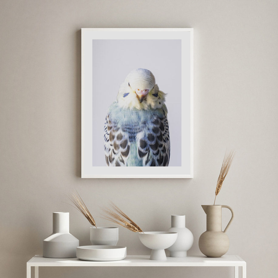 Opaline Budgerigar Art Print