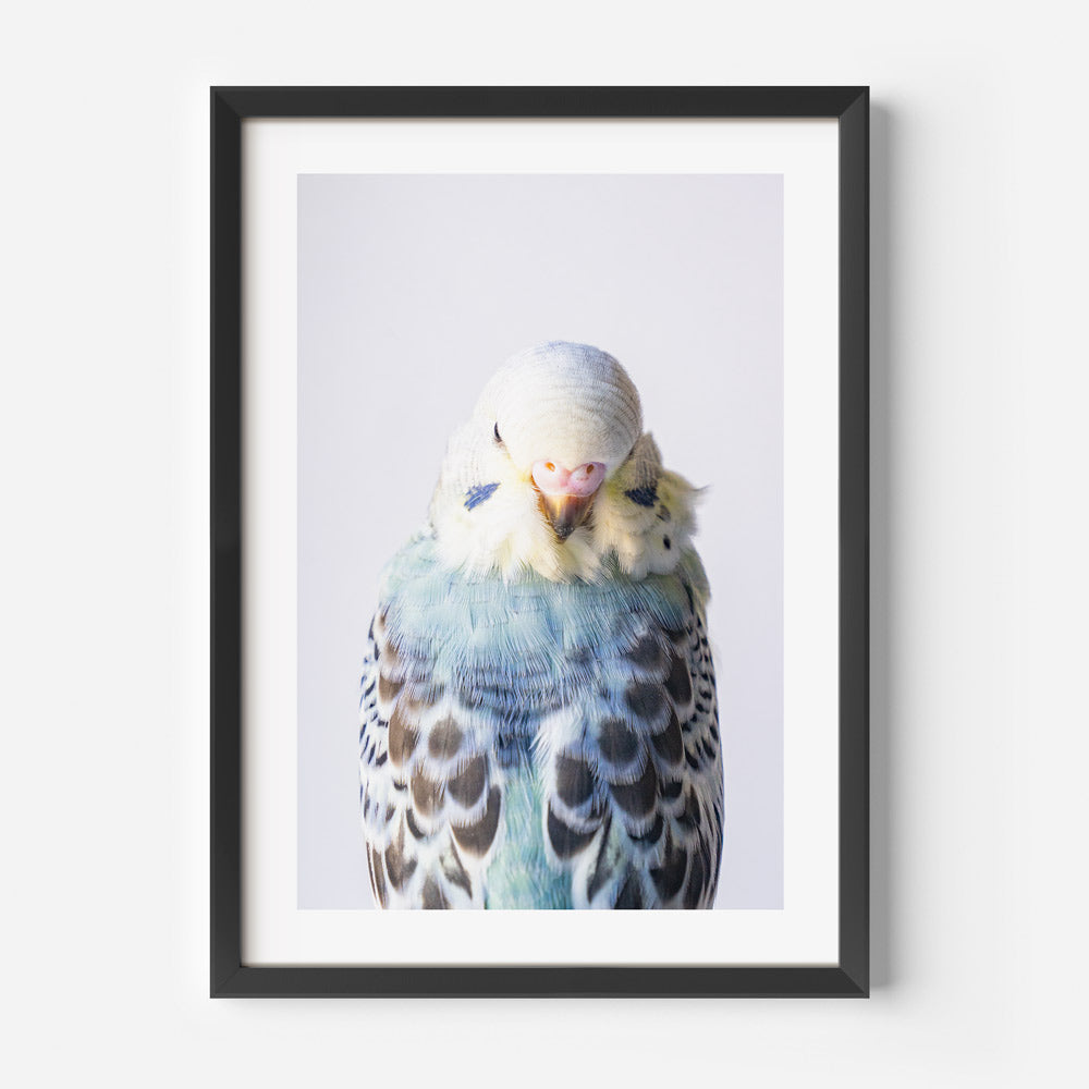 Opaline Budgerigar Art Print