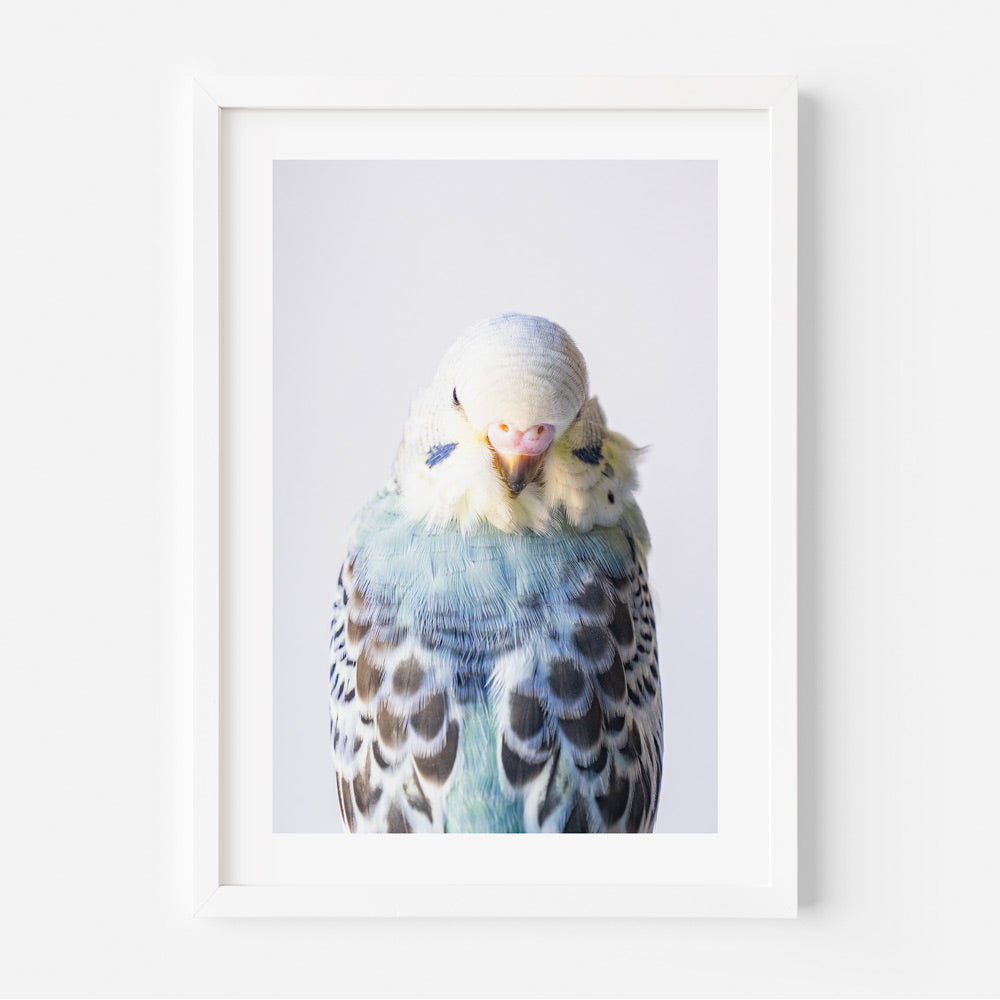 Opaline Budgerigar Art Print