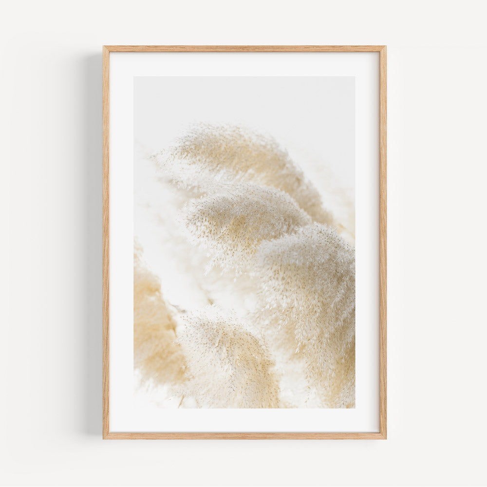 Botanical Canvas Artwork: Serene image of Pampas Grass captured by Oblongshop, enhancing your wall artwork and canvas prints collection.