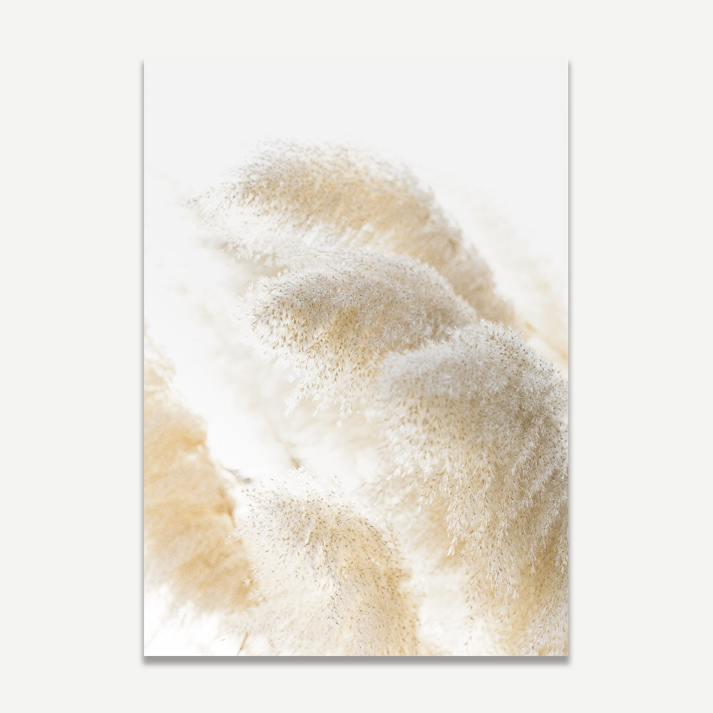Home Decor: Stylish print of Pampas Grass photographed by Oblongshop, adding natural charm to your home decor and wall art collection