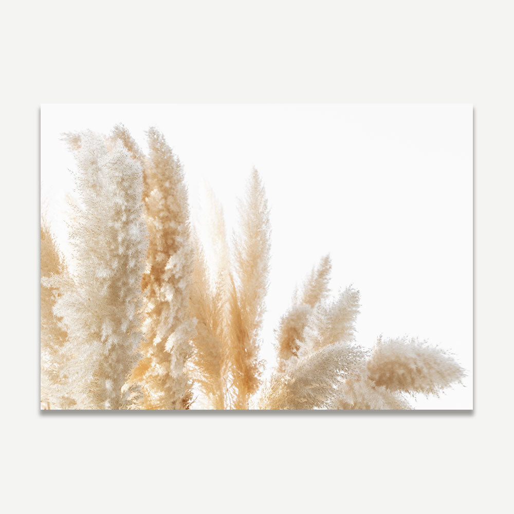 Framed photography print capturing the natural splendor of Pampas Grass, perfect for enhancing your wall decor with botanical art.