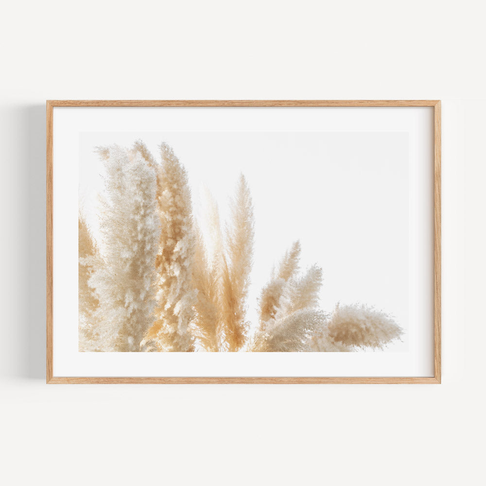 Photography print framed to perfection, highlighting the graceful allure of Pampas Grass for your wall decor.
