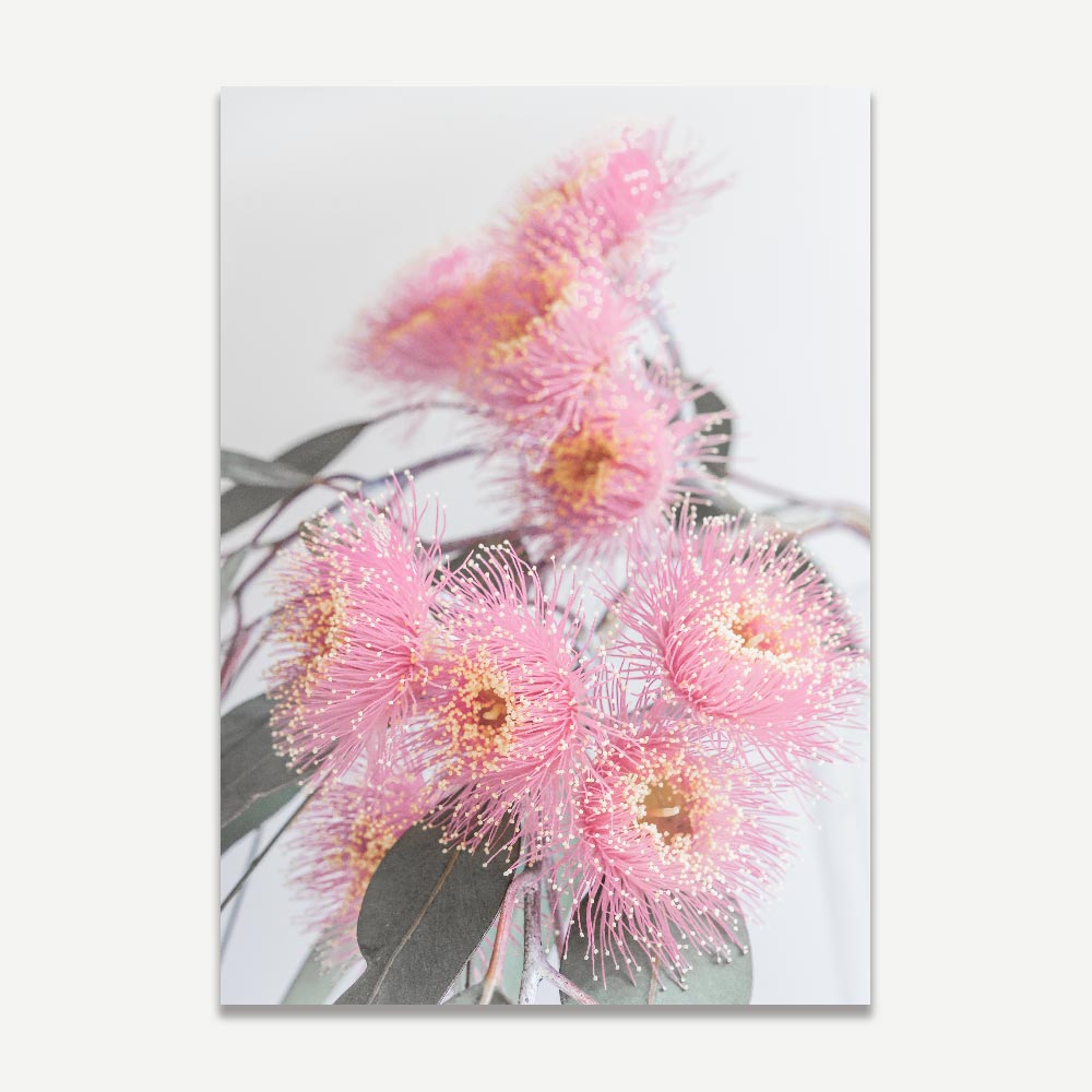 Pink Eucalyptus Blossom: Canvas framed print showcasing the intricate details of a pink Eucalyptus flower, ideal for fine art enthusiasts.