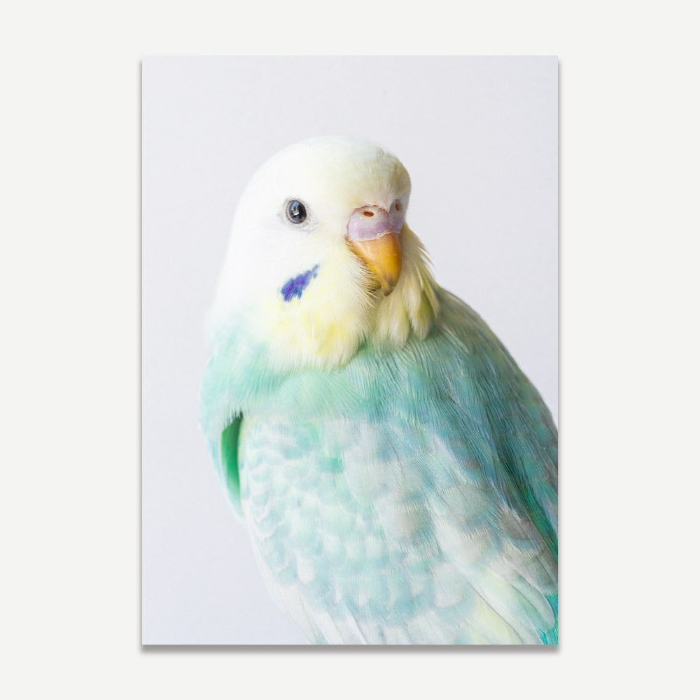 RB Seafoam Home Decor: Stylish print of RB Seafoam budgerigar, adding avian charm to your home decor and wall art collection.