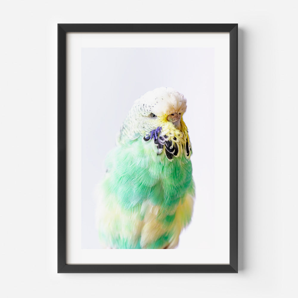 Seafoam Pied Budgerigar Art Print