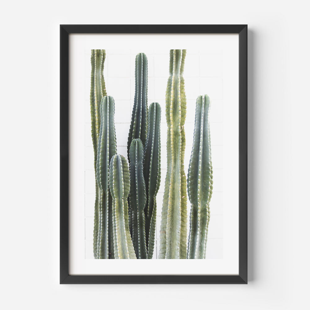 Torch Cacti Wall Art: Contemporary poster showcasing torch cacti. Adds sophistication to any room. Fine art print for wall decor.