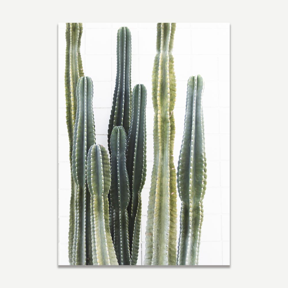 Torch Cacti Home Decor: Stylish poster art of torch cacti. Perfect for the living room, lounge, or office. Enhance your wall decor today.
