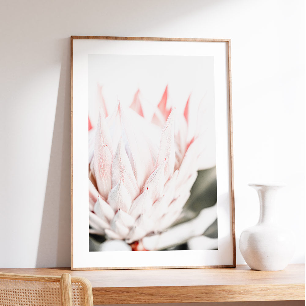 Pink Queen Protea II Art Print