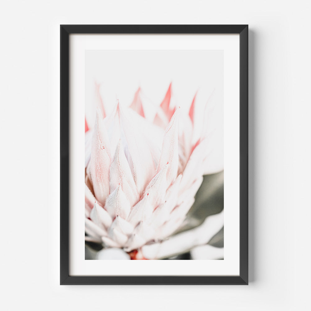 Pink Queen Protea II Art Print