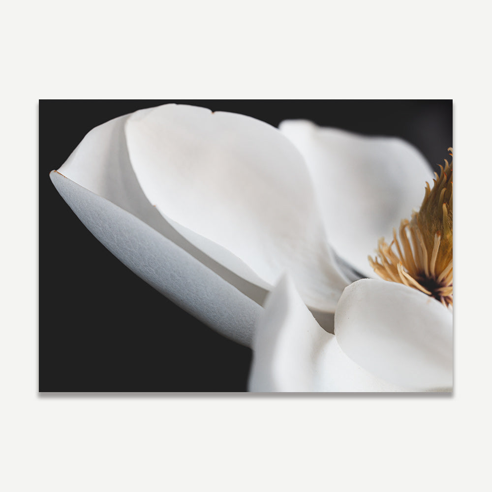 White Magnolia IV
