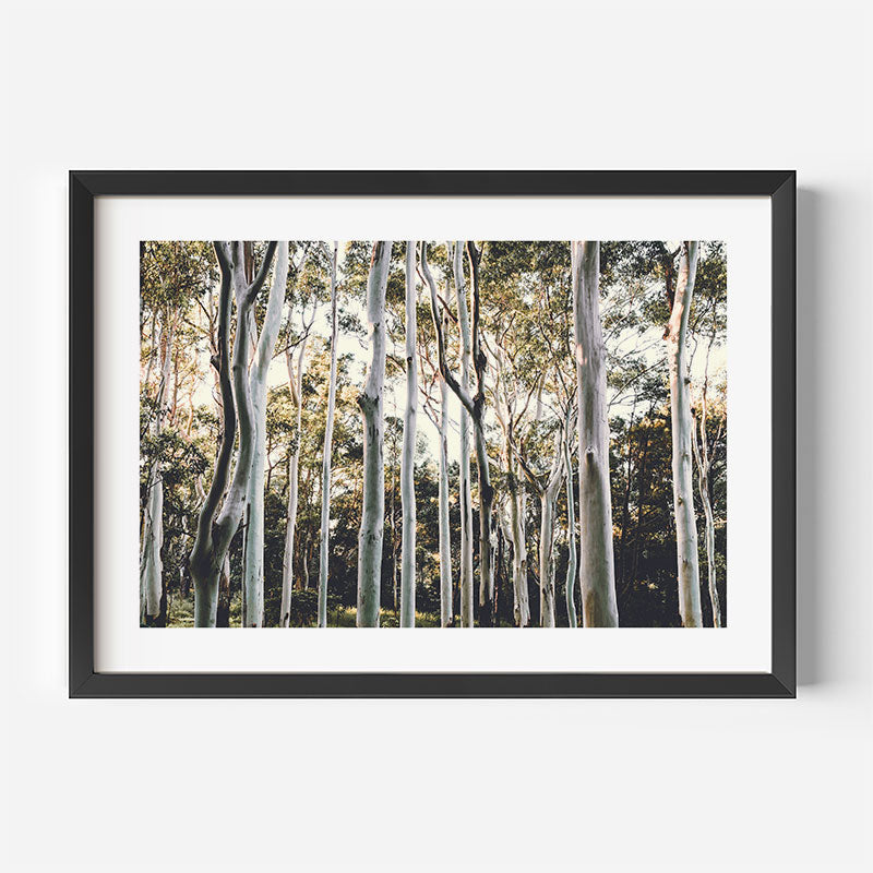 Australian Ghost Gums Art Print