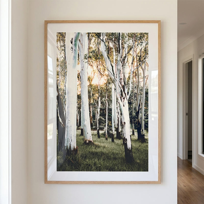 Framed photograph of a forest scene on a wall