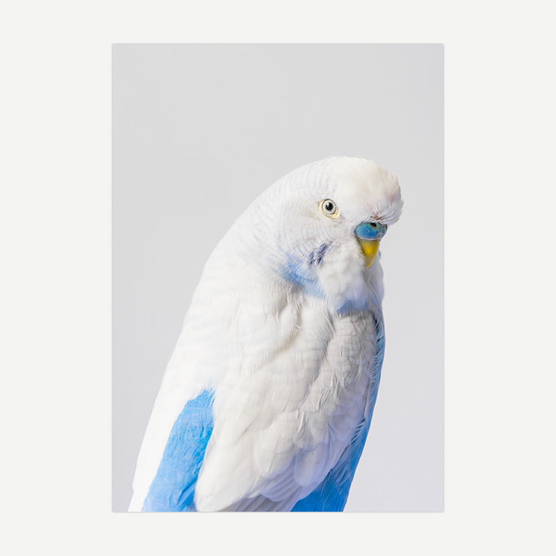 Australian Clearwings Budgerigar Art Print