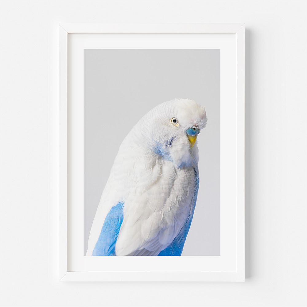 Australian Clearwings Budgerigar Art Print