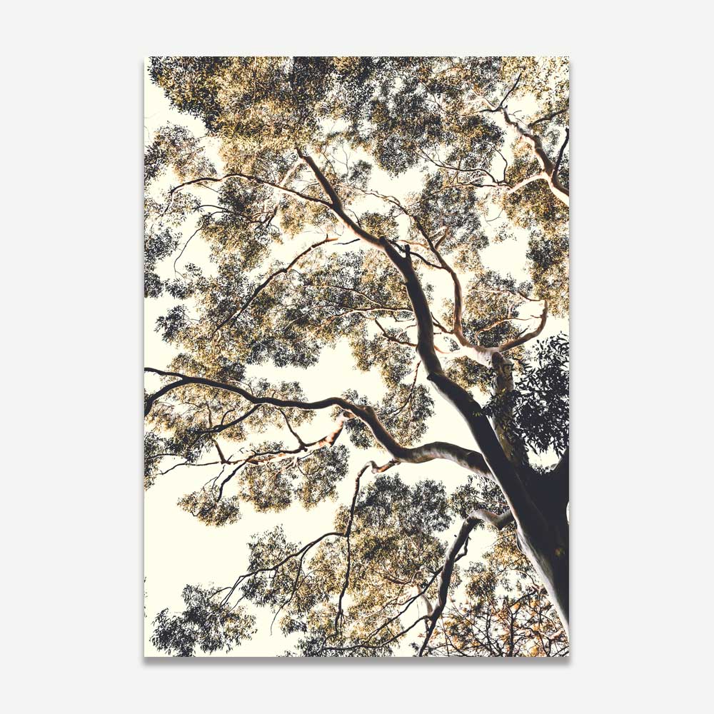 Set of 2 Art Prints - Callala Gums & Under The Gum I