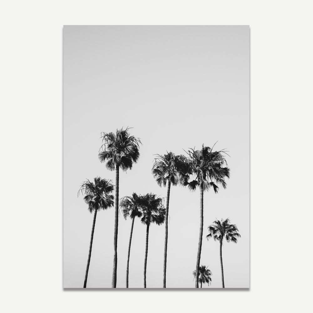Let the beauty of California palm trees adorn your walls with this enchanting canvas print - a must-have for any art gallery.