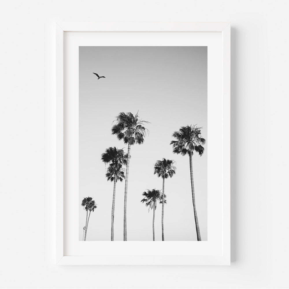 Explore the beauty of California's palm trees with this captivating canvas print.