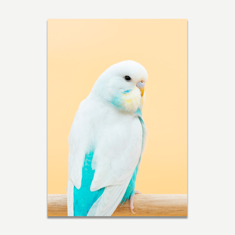 Baby Seafoam Budgie Art Print