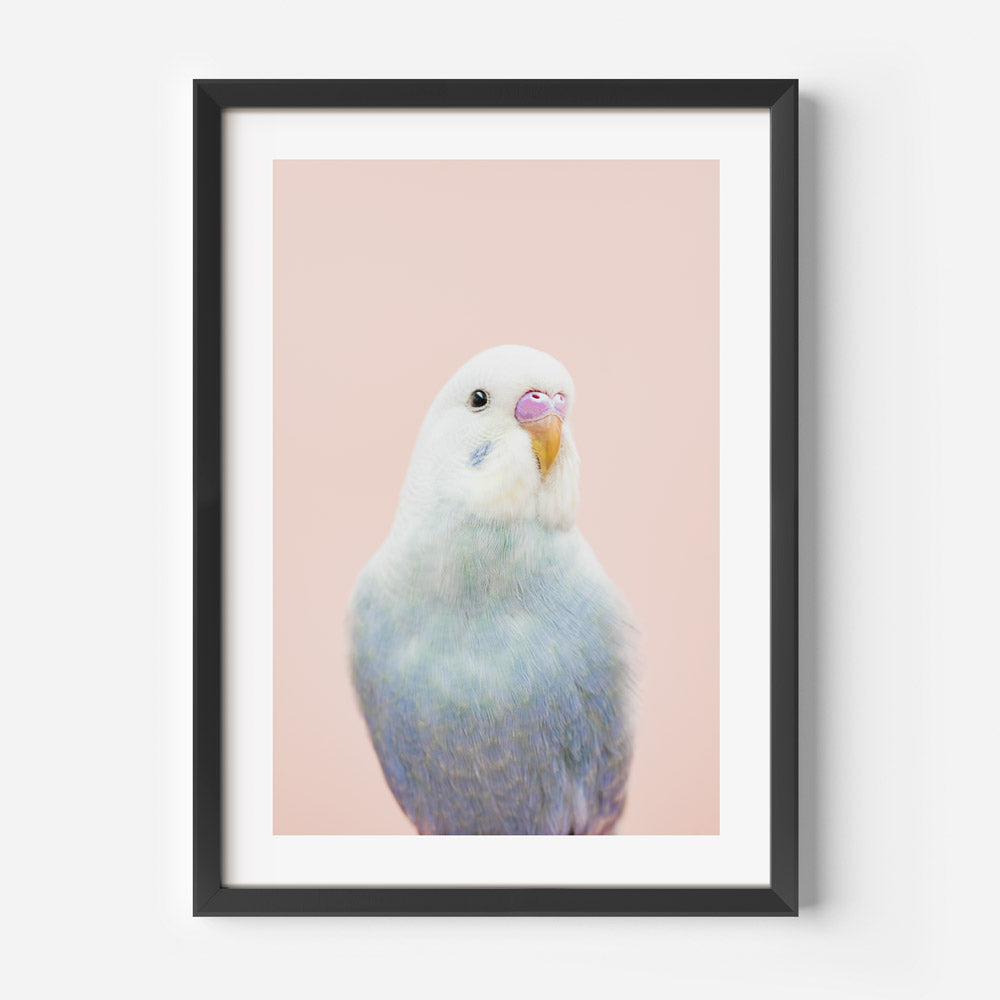 Look At Me Baby Budgie Art Print