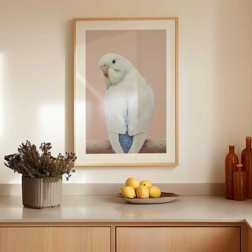 Baby Violet Budgie Art Print